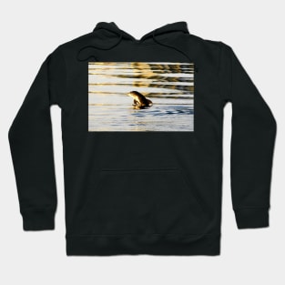 Baby Dolphins first breach Hoodie